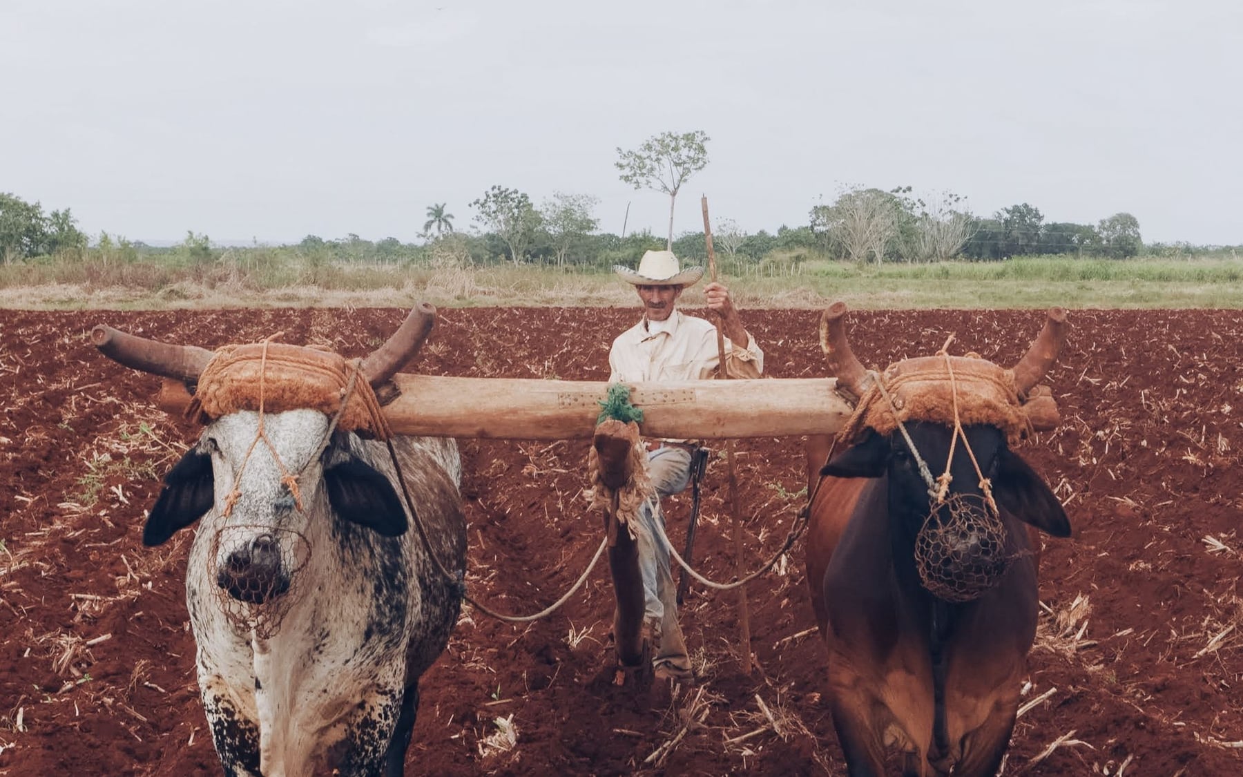 Homem do campo com uma junta de bois